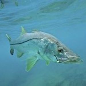 Meet your Posher, Doug